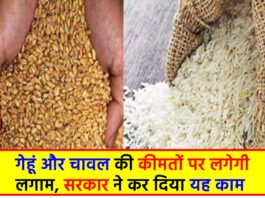 Wheat Price News: