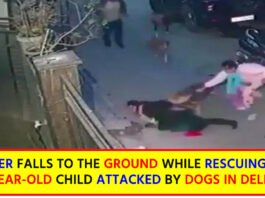 Pet Dog Turns Furious