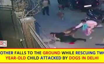 Pet Dog Turns Furious
