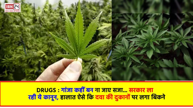 Drugs : गांजा कहीं बन ना जाए सजा… सरकार ला रही ये कानून, हालात ऐसे कि दवा की दुकानों पर लगा बिकने
