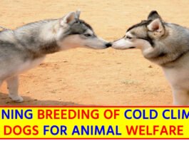 Chennai's Bold Move