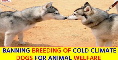 Chennai’s Bold Move: Banning Breeding of Cold Climate Dogs for Animal Welfare Chennai's Bold Move