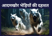 In Kaushambi a Wolf Attacked