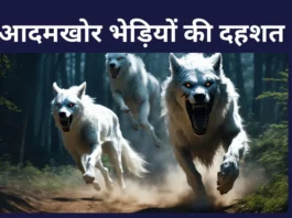 In Kaushambi a Wolf Attacked