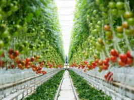 A Country With Vertical Farming
