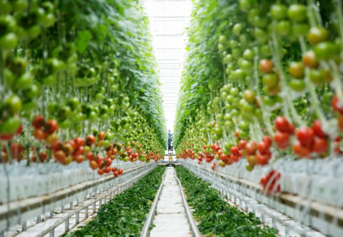 A Country With Vertical Farming