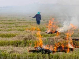 Farmers Have Adopted a new Way to Earn Money