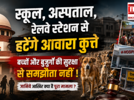 Stray Dogs Removal Order