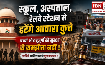 Stray Dogs Removal Order