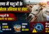 Haryana Animal Vaccination Crisis