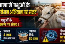 Haryana Animal Vaccination Crisis : हरियाणा में पशुओं के वैक्सीनेशन अभियान पर संकट लाखों पशुओं के टीकाकरण पर संकट ! जरूरत 4 लाख नीडल-सीरिंज की, उपलब्ध सिर्फ 80 हजार, नीडल-सीरिंज की कमी से बढ़ा संक्रमण का खतरा Haryana Animal Vaccination Crisis