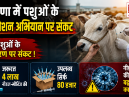 Haryana Animal Vaccination Crisis