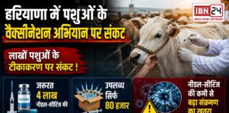Haryana Animal Vaccination Crisis